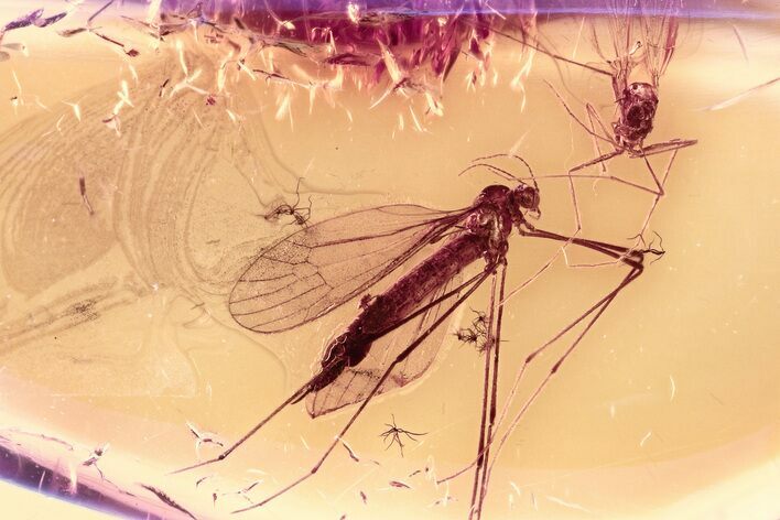 Detailed Fossil Crane Fly and True Midge in Baltic Amber #300748